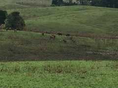 Syncerus caffer nanus