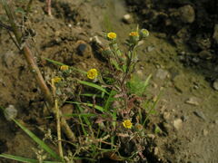 Pulicaria vulgaris