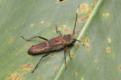 Thranius bimaculatus