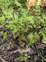 Chaerophyllum tainturieri