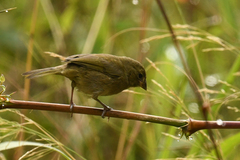 Sporophila corvina