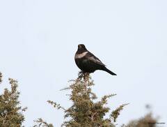 Turdus torquatus