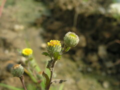 Pulicaria vulgaris