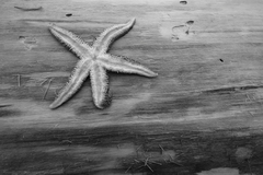 Pisaster brevispinus