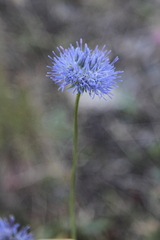 Jasione montana