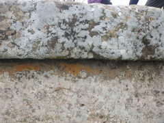 Xanthoria calcicola