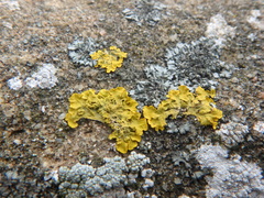 Xanthoria calcicola