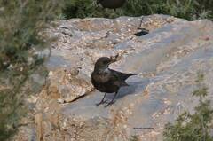 Turdus torquatus