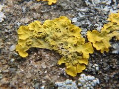 Xanthoria calcicola