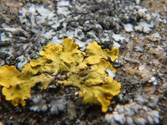 Xanthoria calcicola
