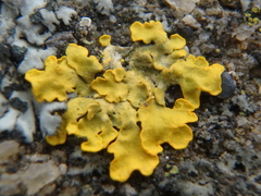 Xanthoria calcicola