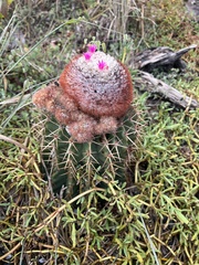 Melocactus intortus