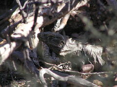 Ctenosaura conspicuosa