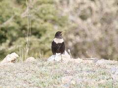 Turdus torquatus