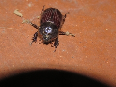 Archophileurus