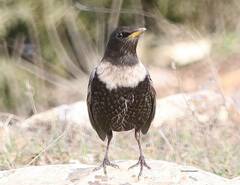 Turdus torquatus