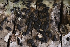 Alyxoria varia