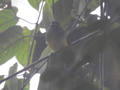 Myiotriccus ornatus