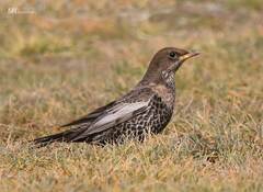 Turdus torquatus