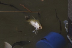 Pimelodus maculatus