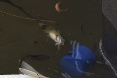 Pimelodus maculatus