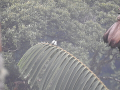 Campylorhynchus albobrunneus