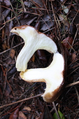 Suillus bellinii