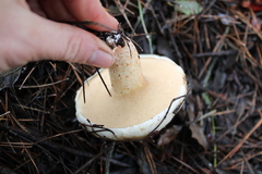 Suillus bellinii