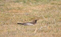 Turdus torquatus