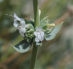 Salvia vaseyi