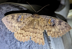 Erebus walkeri