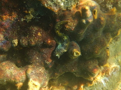 Parablennius intermedius