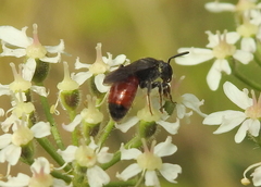 Sphecodes pellucidus