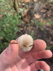 Agaricus californicus