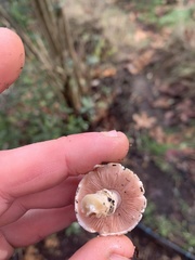 Agaricus californicus