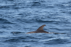 Stenella frontalis