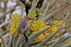 Melanerpes uropygialis