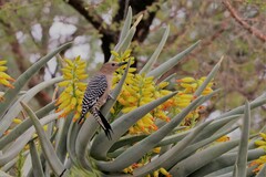 Melanerpes uropygialis