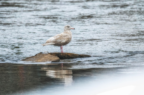 Gavión hiperbóreo (Larus hyperboreus)