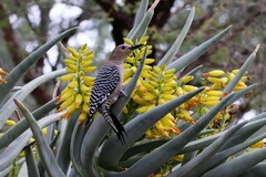 Melanerpes uropygialis