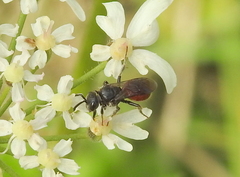 Sphecodes pellucidus