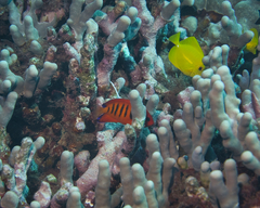 Centropyge loriculus