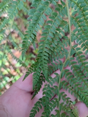 Polystichum setiferum