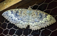 Erebus walkeri