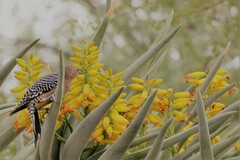 Melanerpes uropygialis
