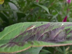 Chariesterus antennator