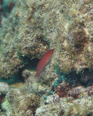 Pseudocheilinus evanidus