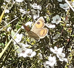 Argyrophenga antipodum