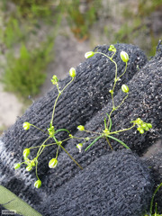 Pharnaceum elongatum