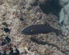 Stethojulis balteata